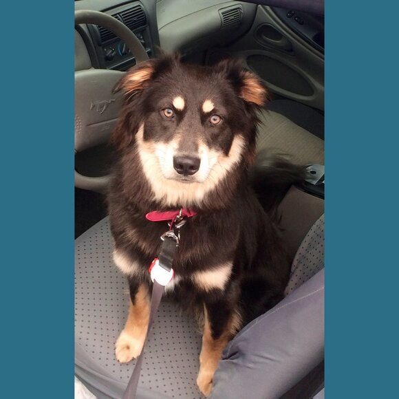 Meet your Posher ♠️🐕🐾🌸🦄 - Picture 9 of 15